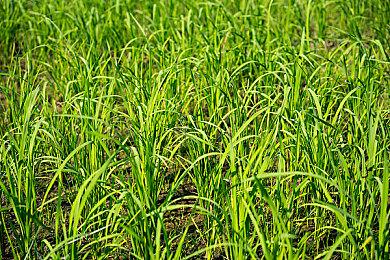 《恐龙小当家》推出官方攻略：迪诺百解！